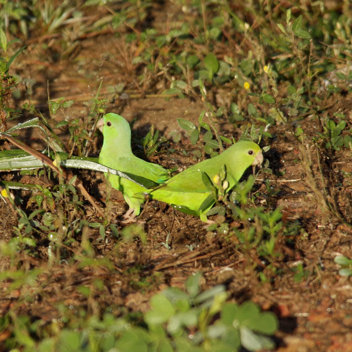 White-winged Parakeet - José Dionísio JDionísio