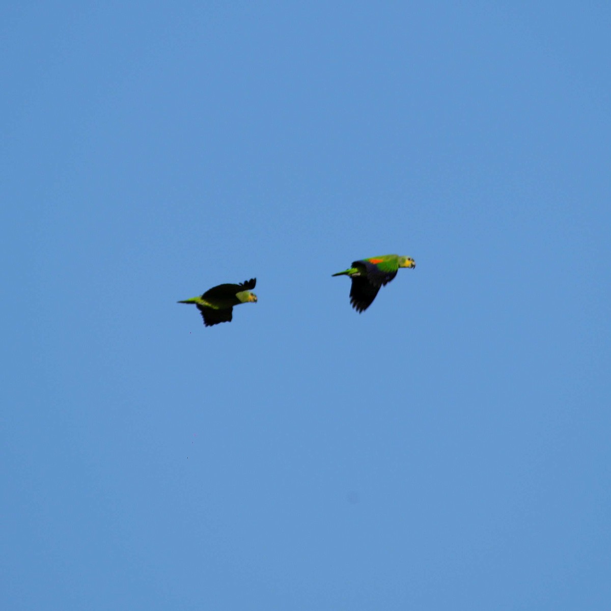 Orange-winged Parrot - ML391960351