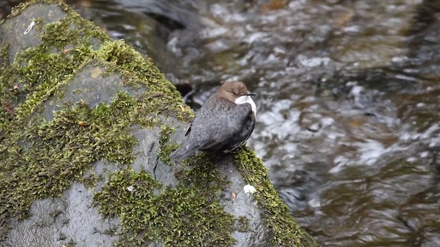 Гялаан омруут харзлай - ML391961551