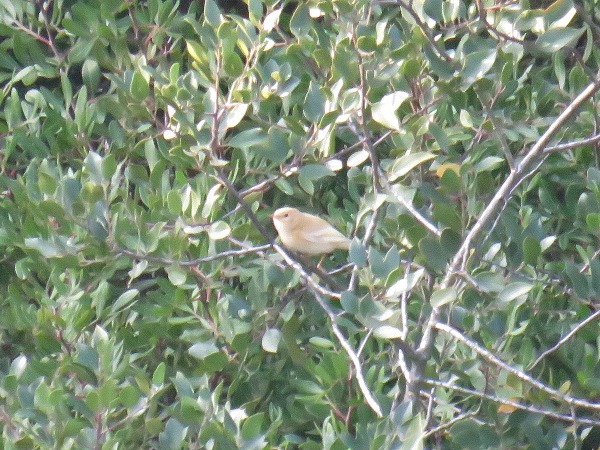 Common Chiffchaff - ML391962481