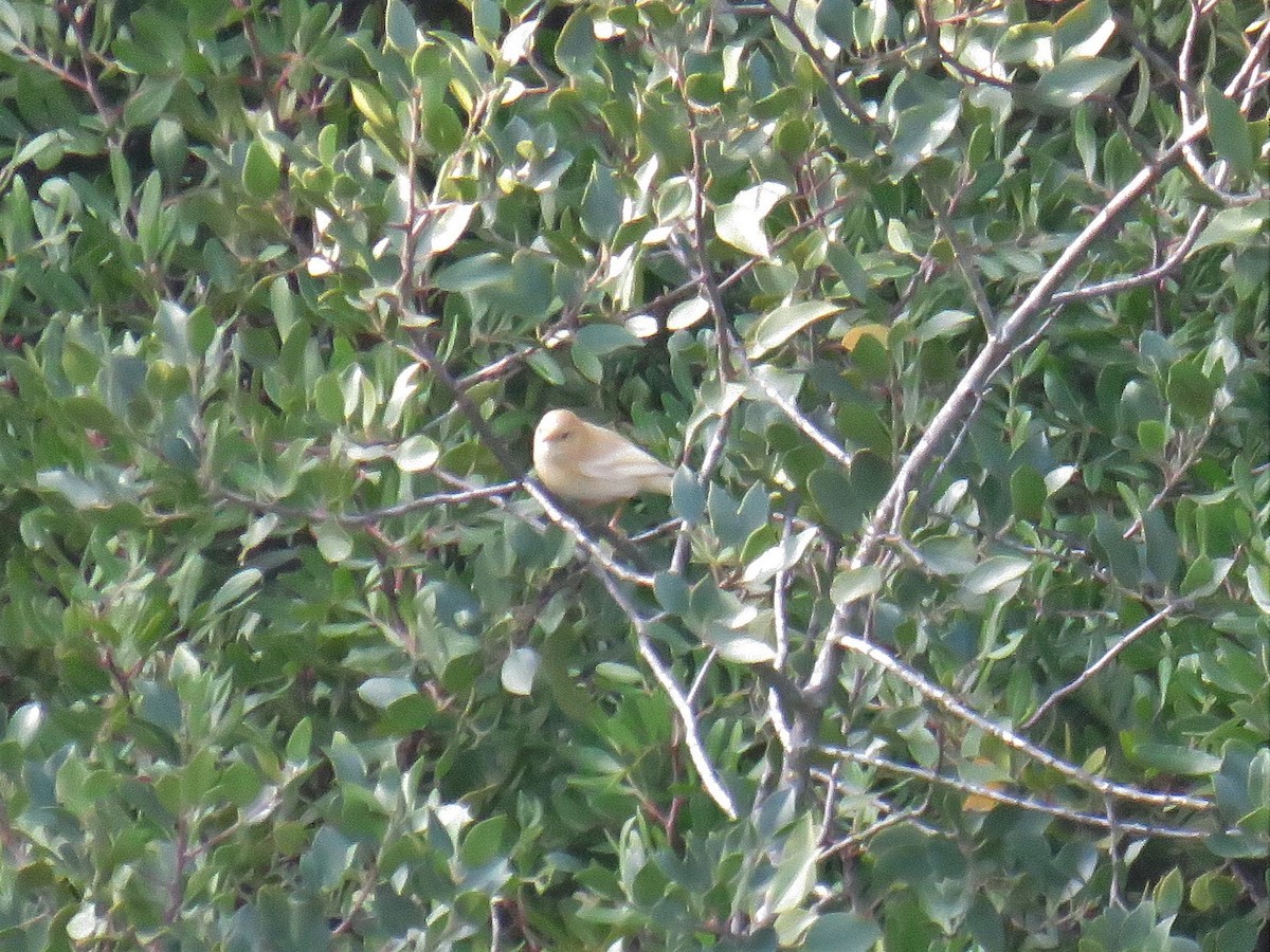 Common Chiffchaff - ML391962501