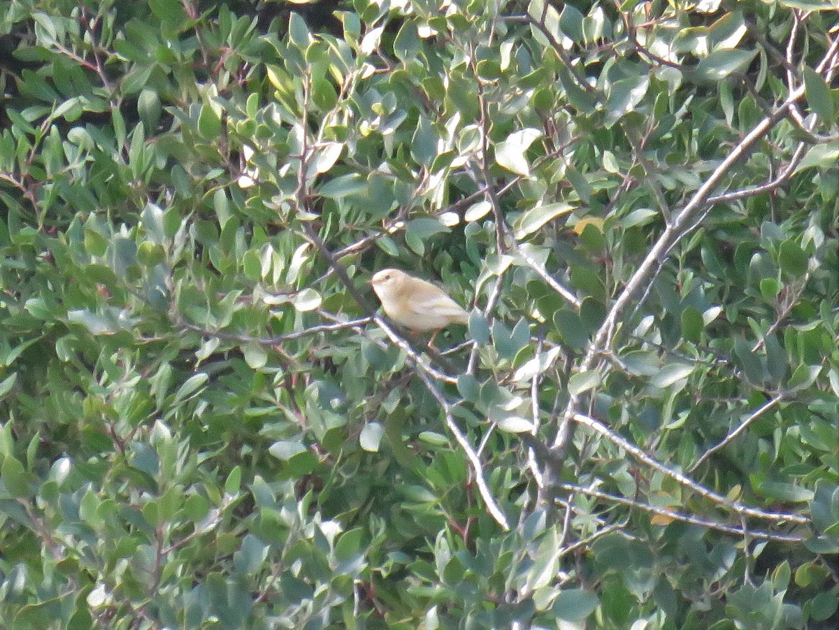 Common Chiffchaff - ML391962541