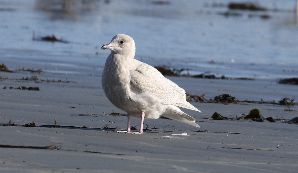 Iceland Gull - Robert Dixon