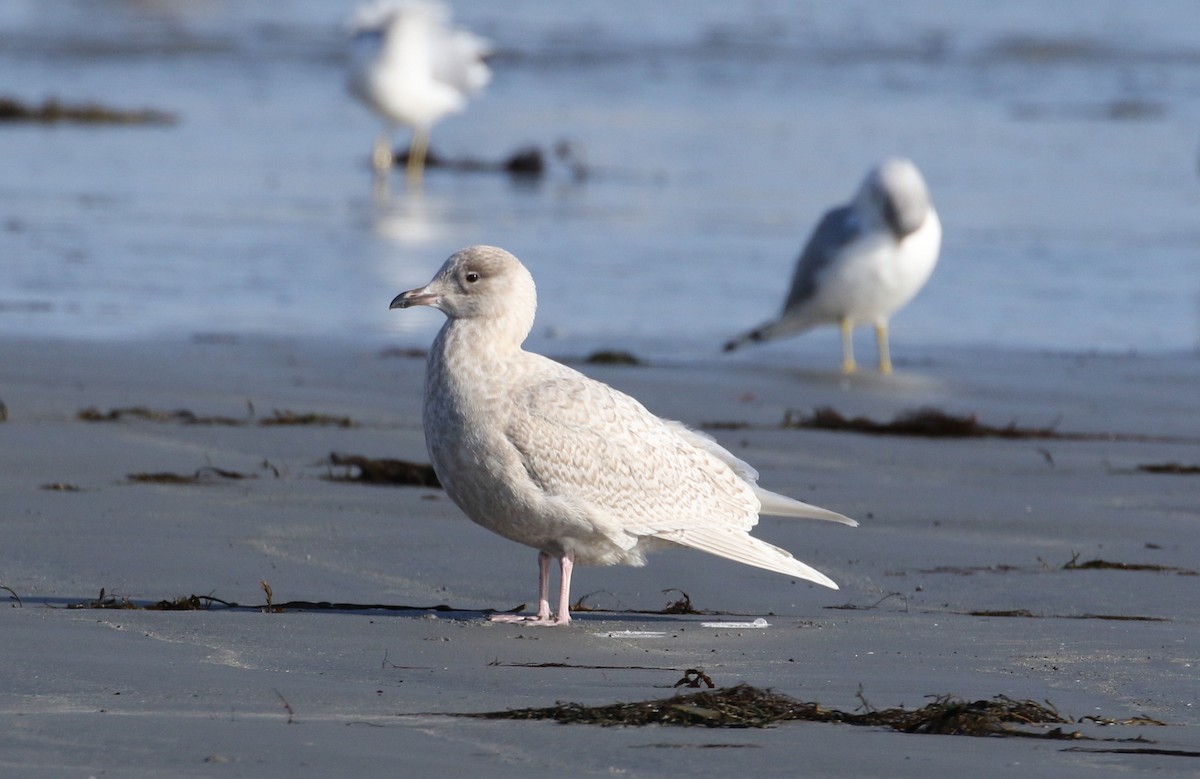 Iceland Gull - Robert Dixon