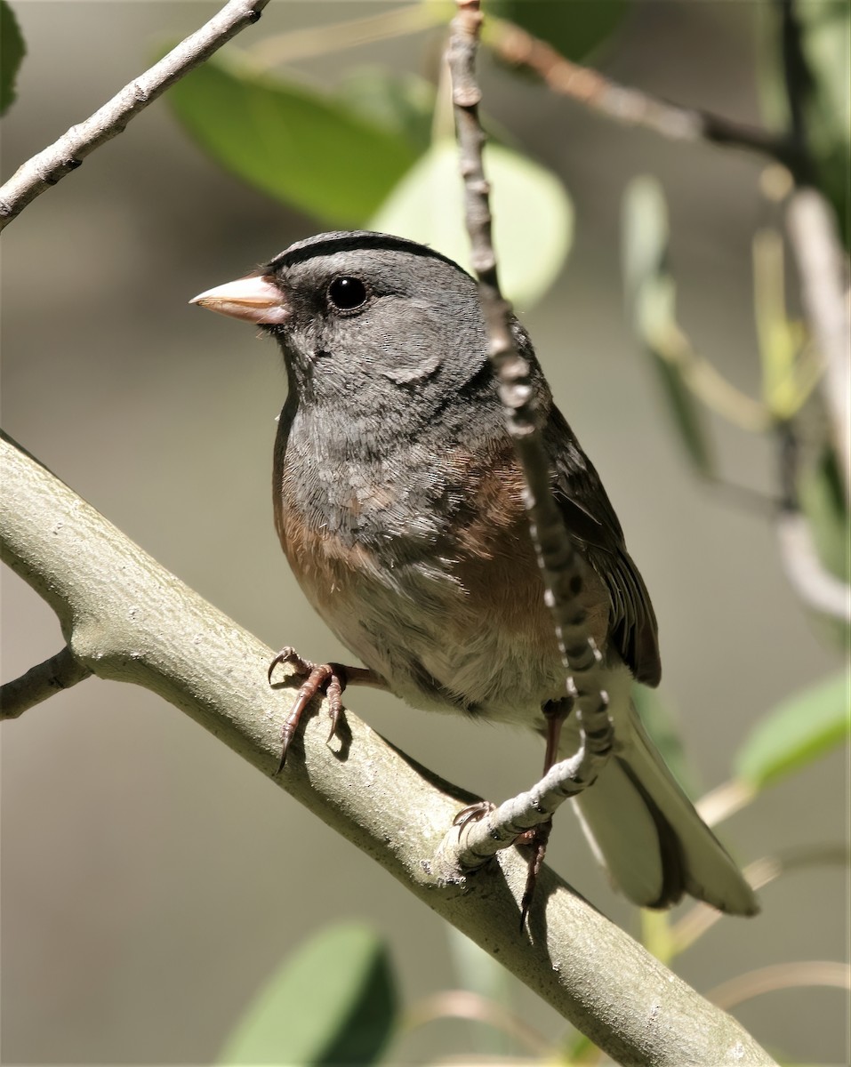 Junco Ojioscuro (mearnsi) - ML391963451