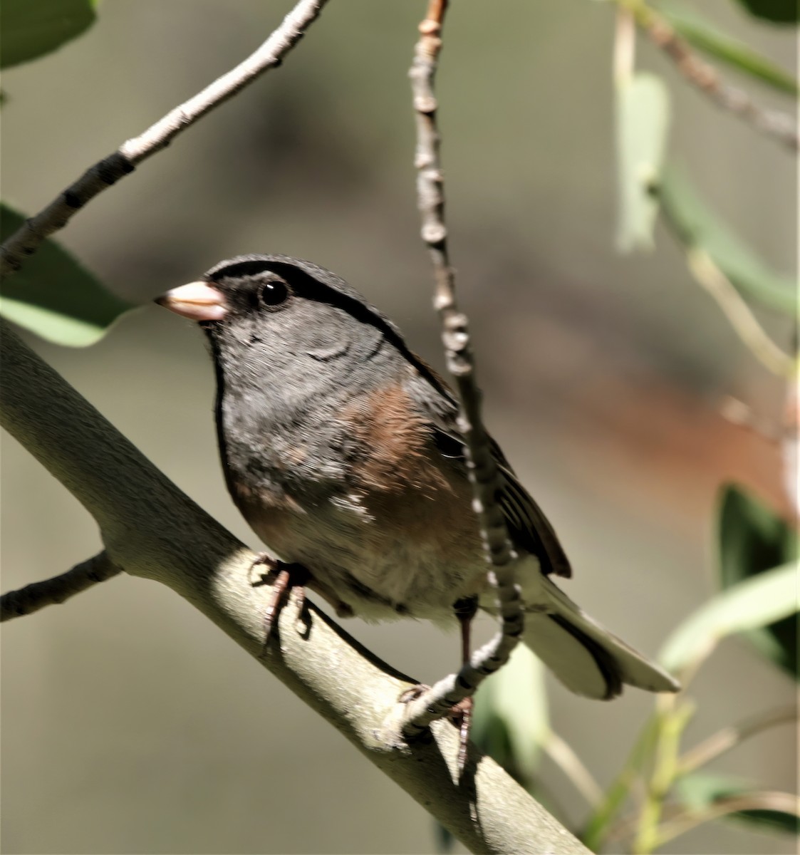 Junco Ojioscuro (mearnsi) - ML391963471