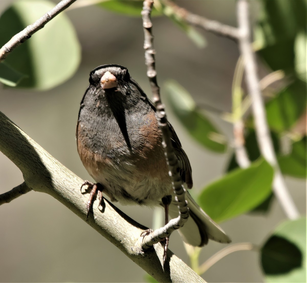 Junco Ojioscuro (mearnsi) - ML391963481