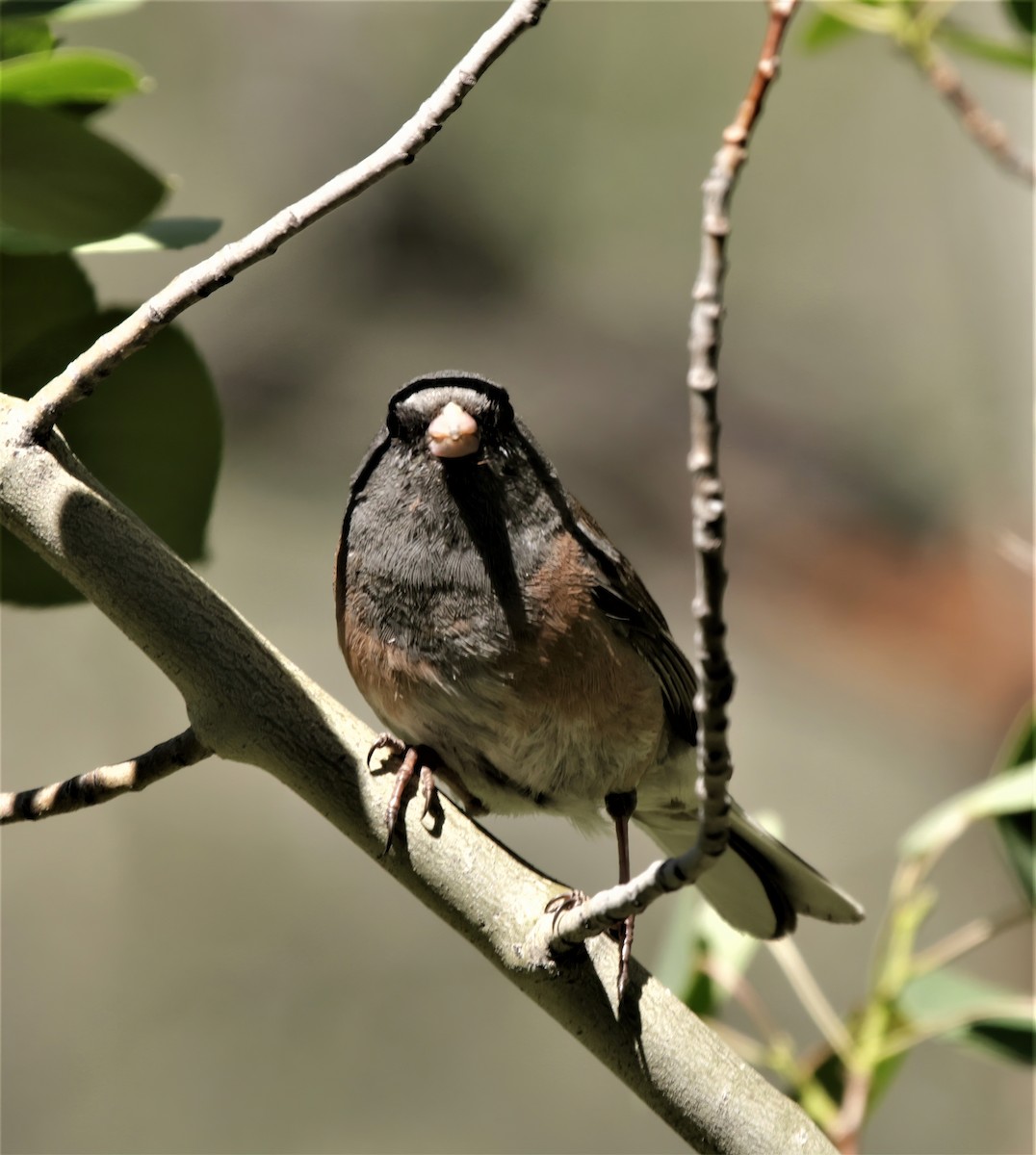 Dark-eyed Junco (Pink-sided) - Jim Stasz