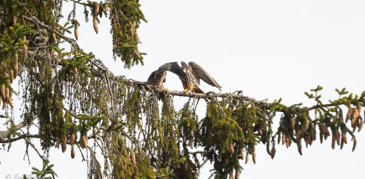 Eurasian Hobby - ML391963551