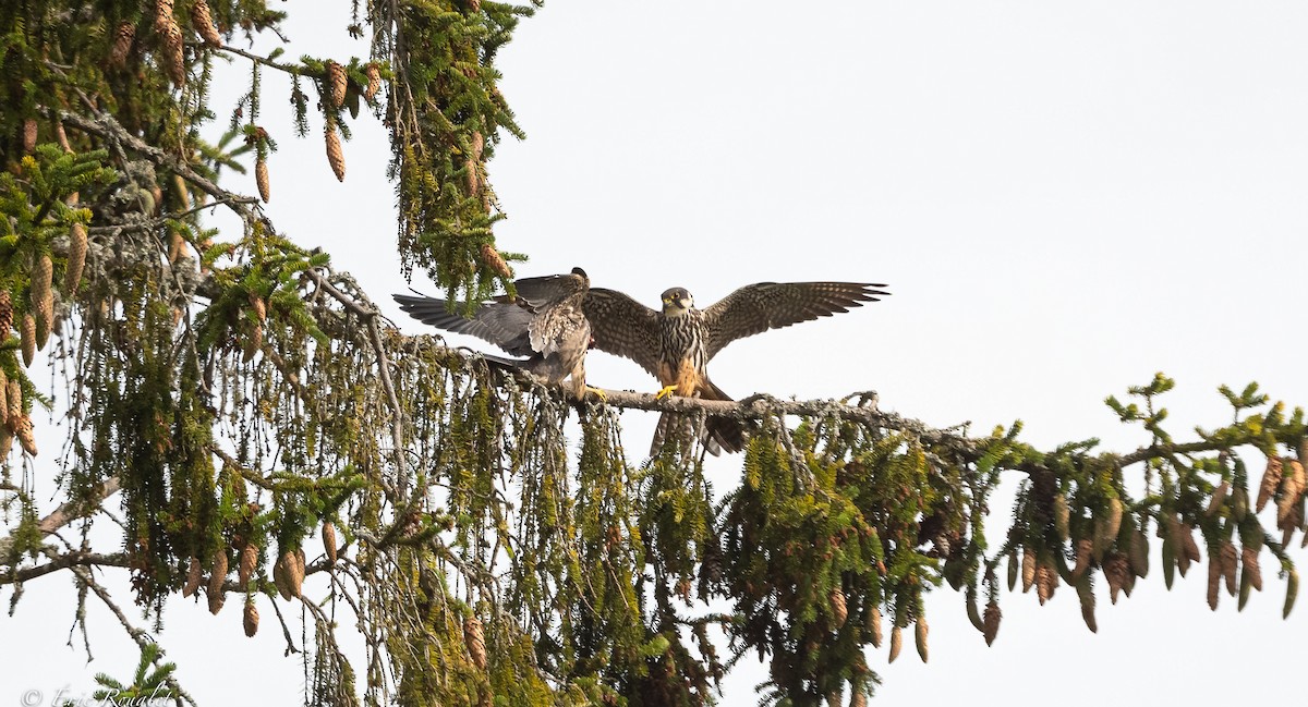 Eurasian Hobby - ML391963561