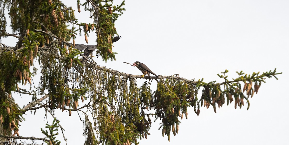 Eurasian Hobby - ML391963571