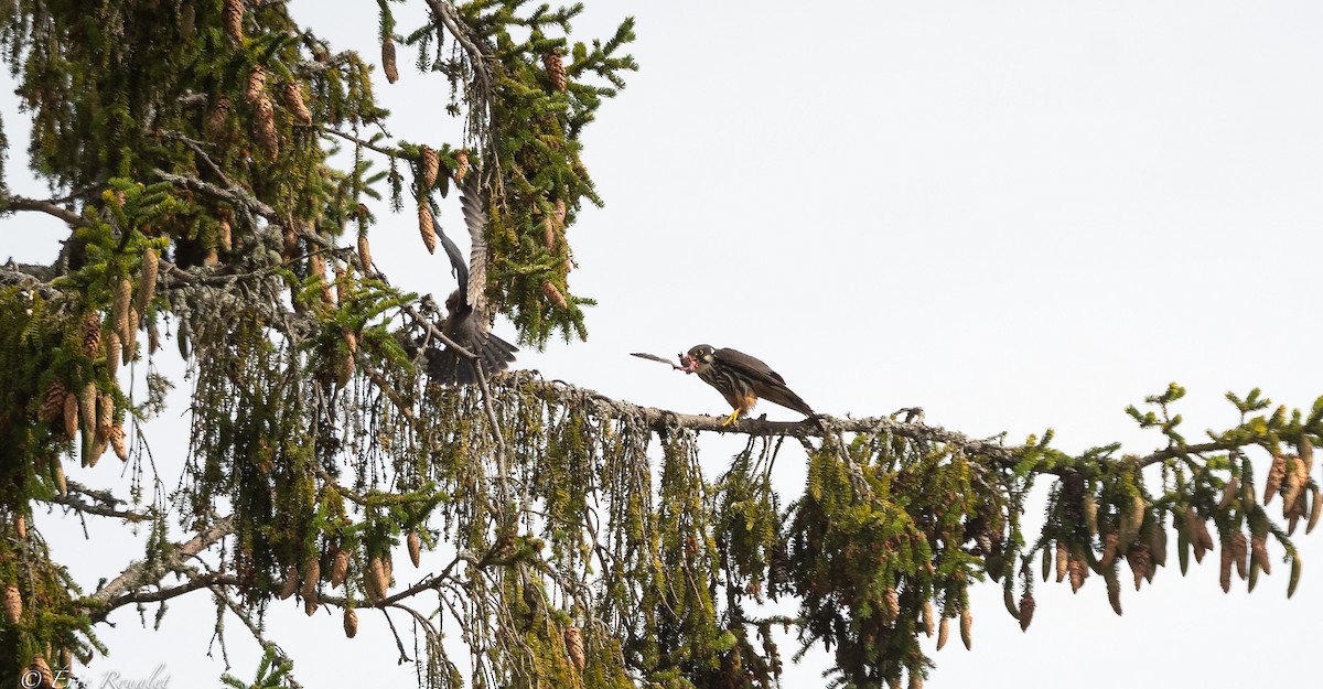 Eurasian Hobby - ML391963621