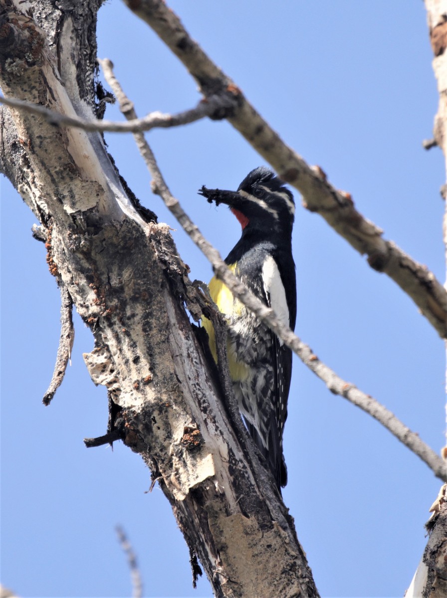 Williamson's Sapsucker - Jim Stasz