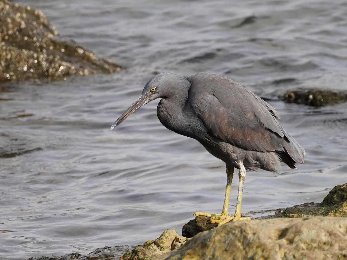 Pacific Reef-Heron - Naoya  Hiranaka