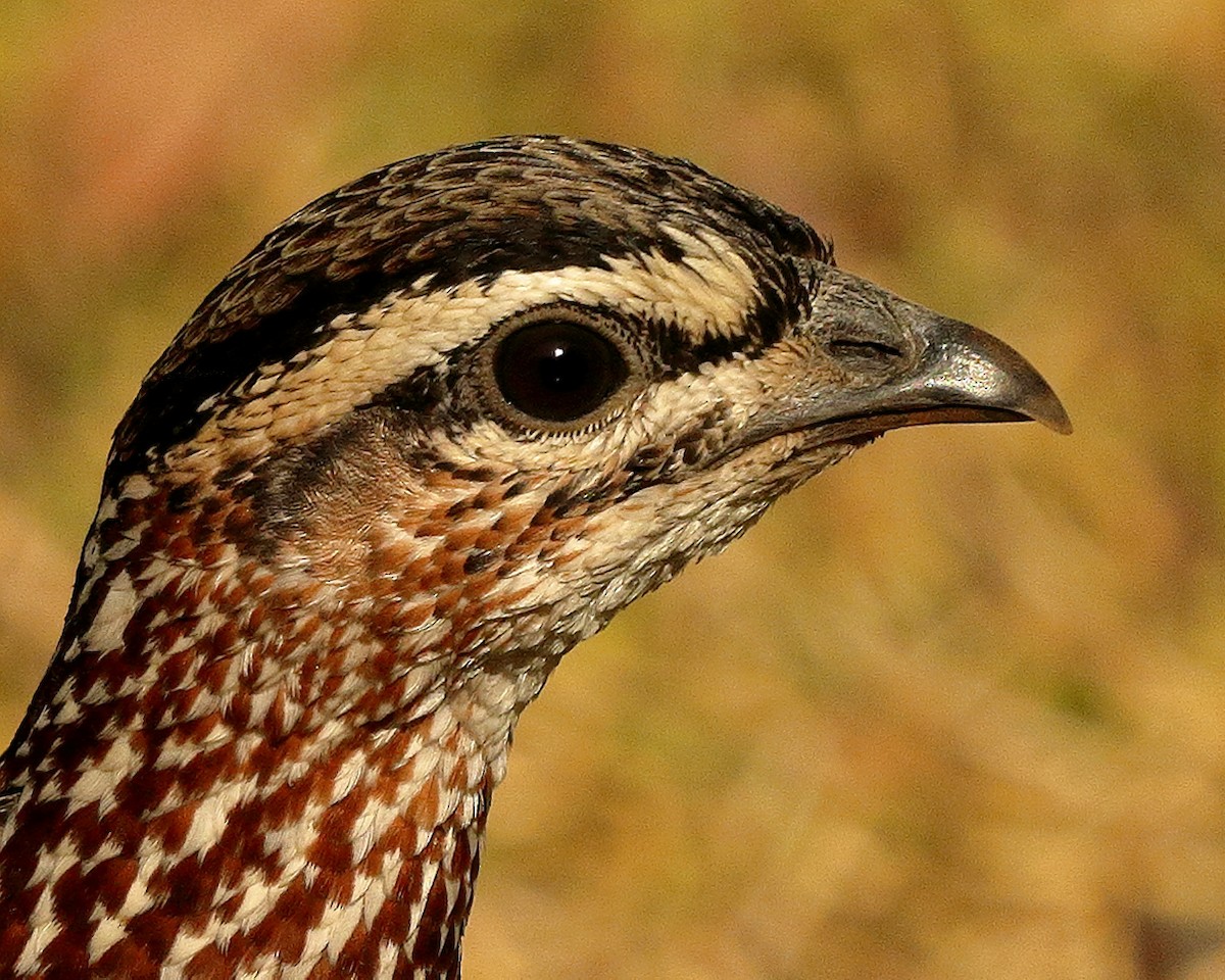 Crested Francolin - George Kolbé