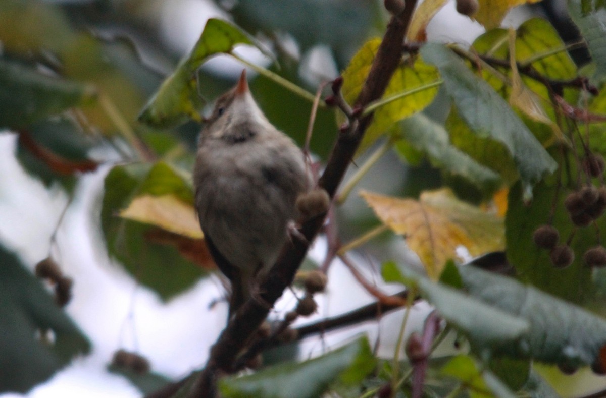 Blyth's Reed Warbler - s.a. zollinger