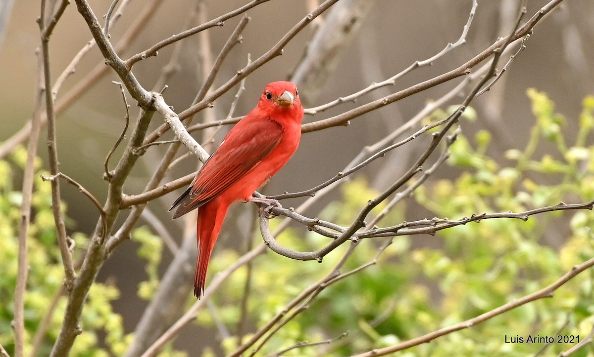 Summer Tanager - ML391969861