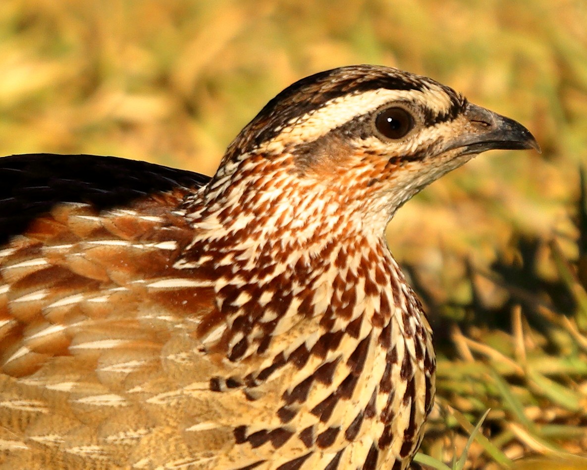 Crested Francolin - ML391969941