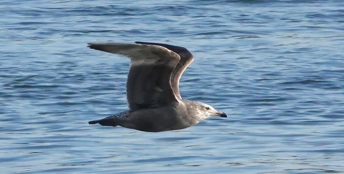 Gaviota Argéntea - ML391969981