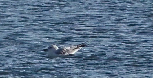 Gaviota Argéntea - ML391969991