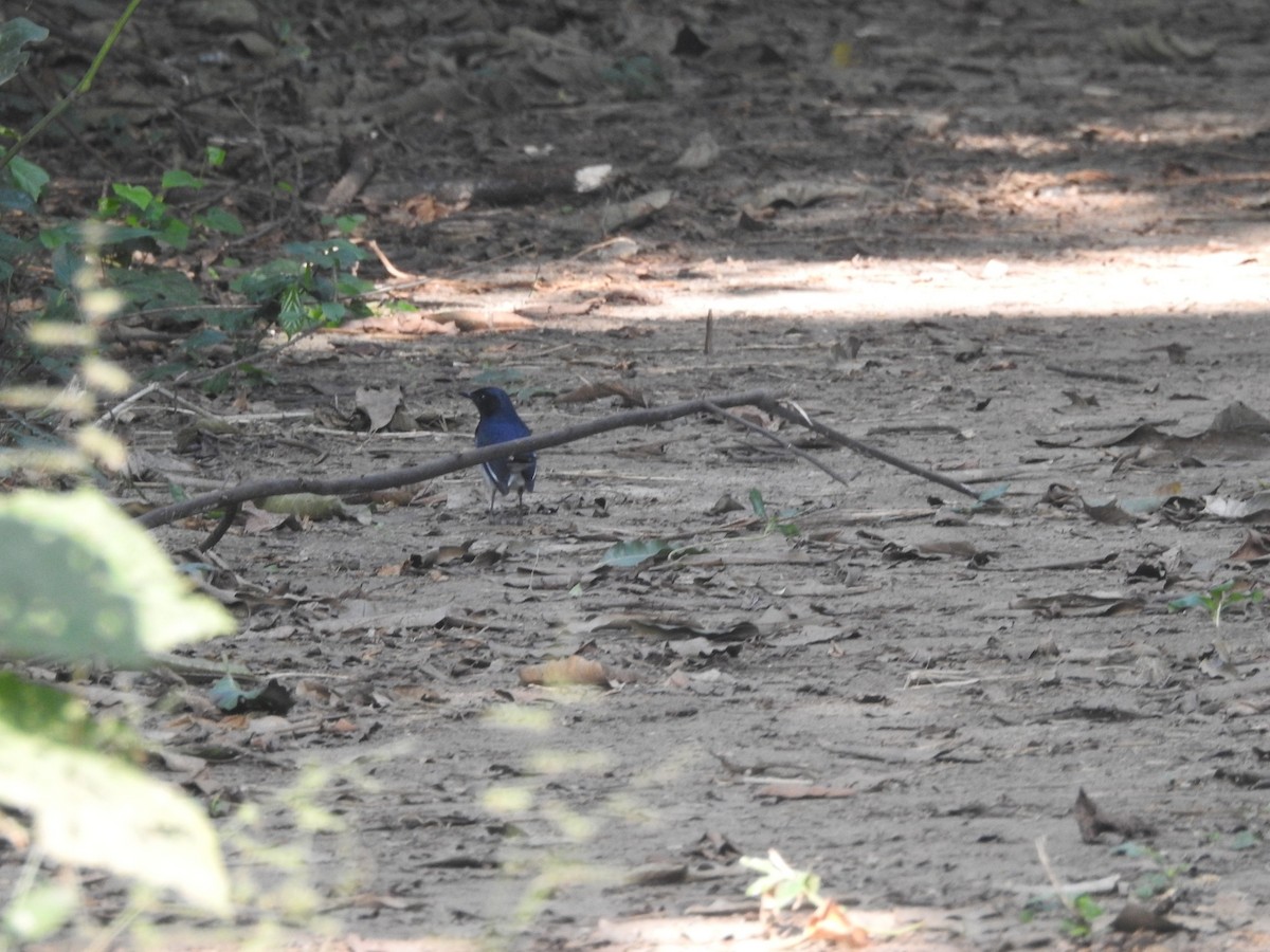 Oriental Magpie-Robin - ML391971721