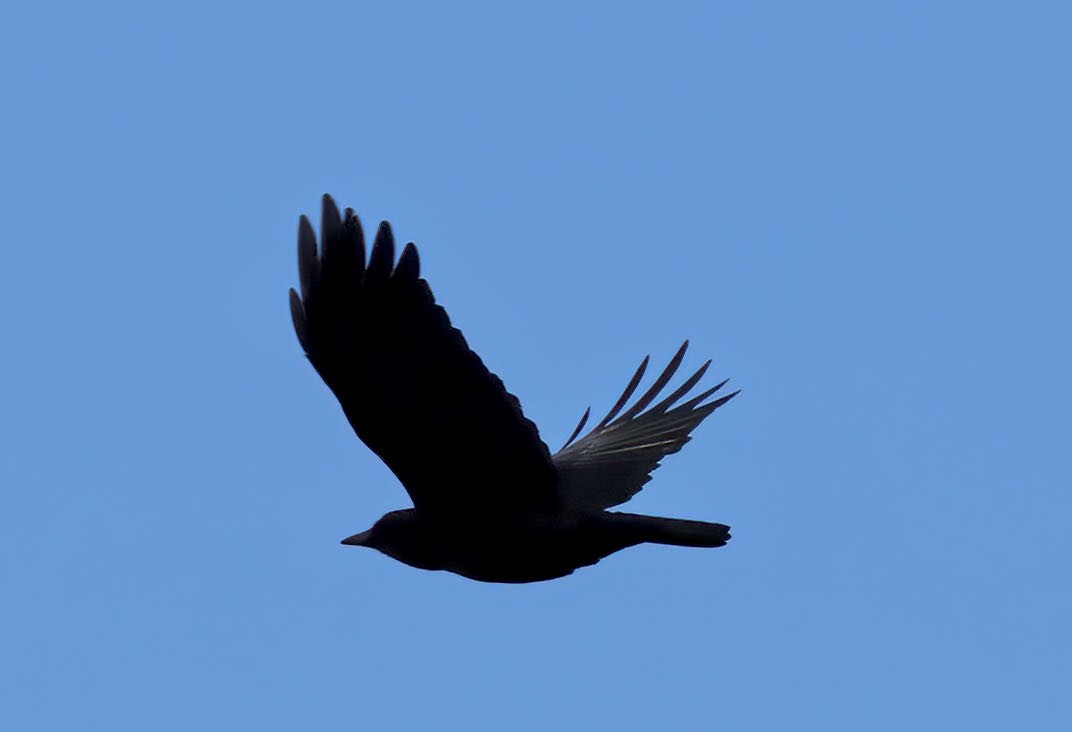 American Crow - ML391972431