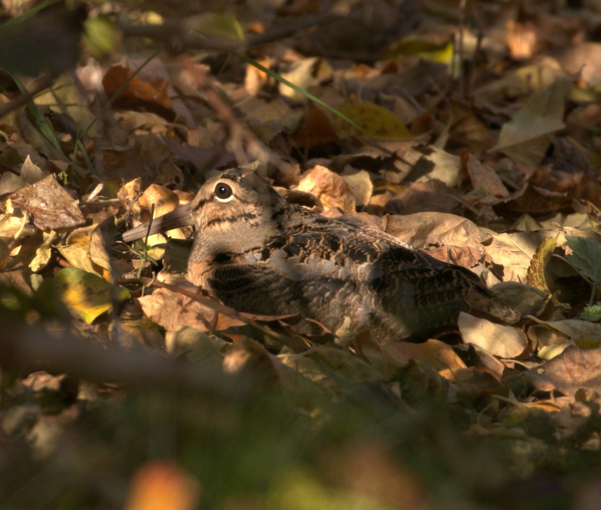 American Woodcock - ML391972461