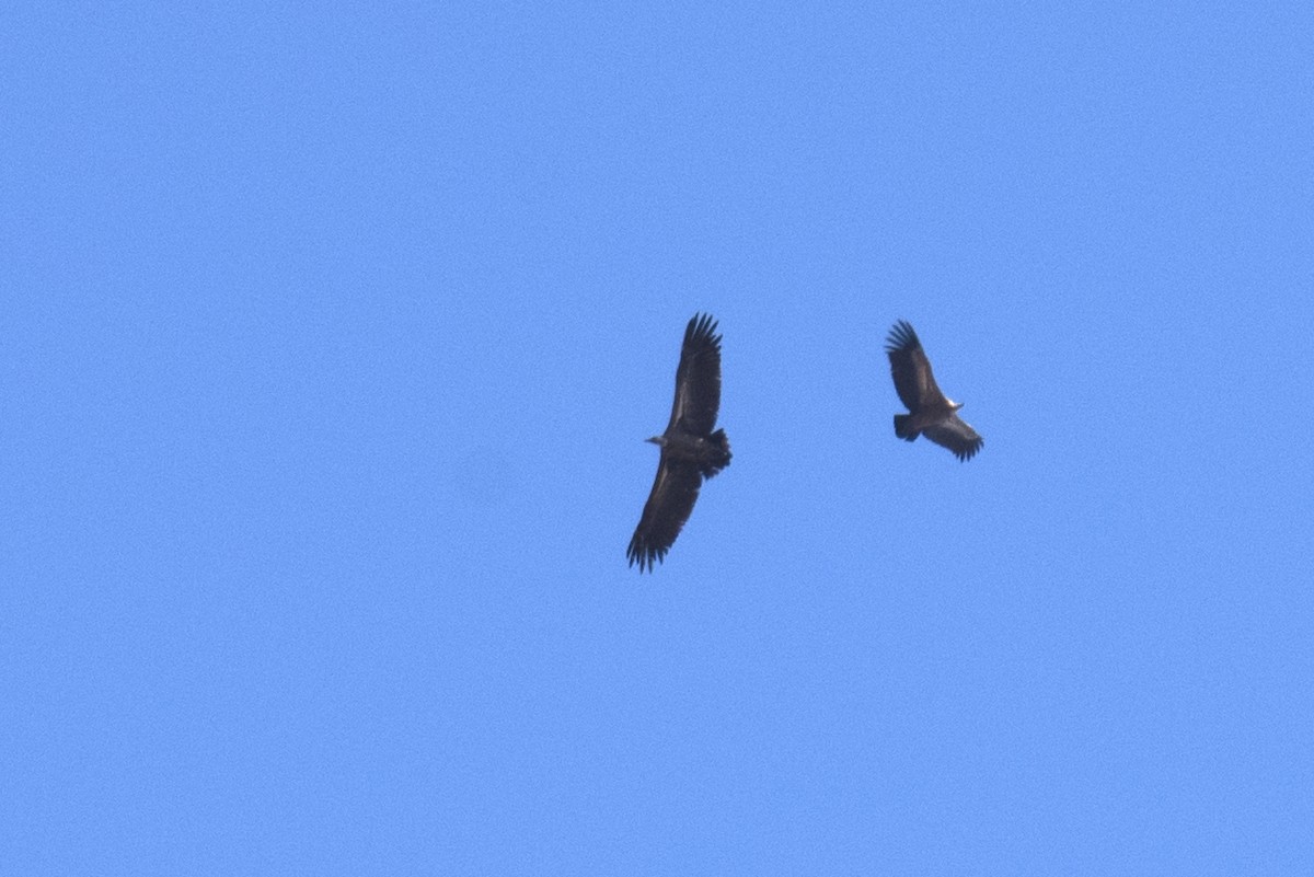 Rüppell's Griffon - ML391973711