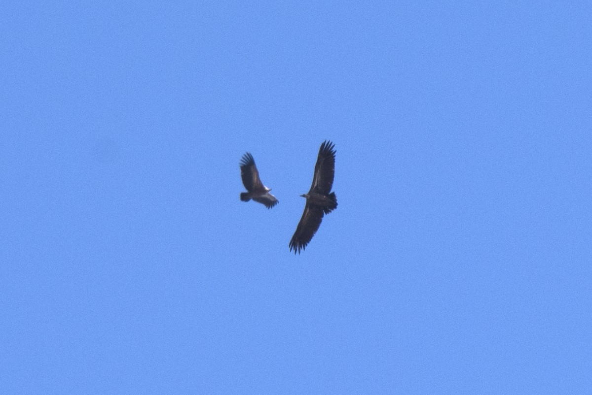 Rüppell's Griffon - ML391973731