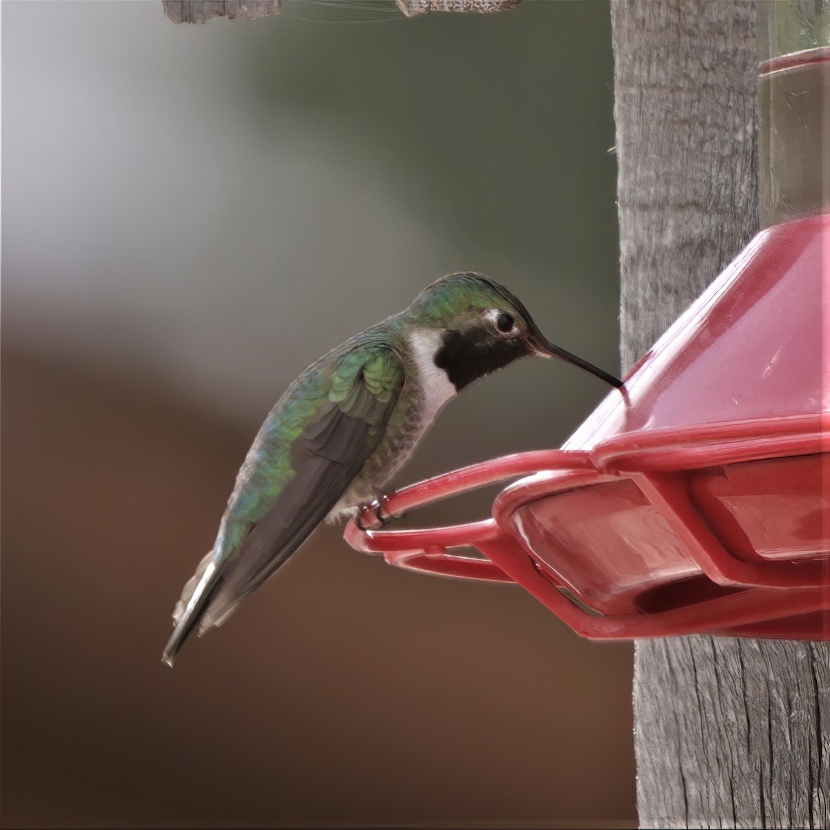 Broad-tailed Hummingbird - ML391973911