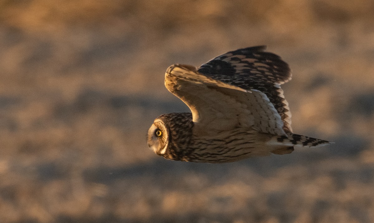 Short-eared Owl - Liam Huber