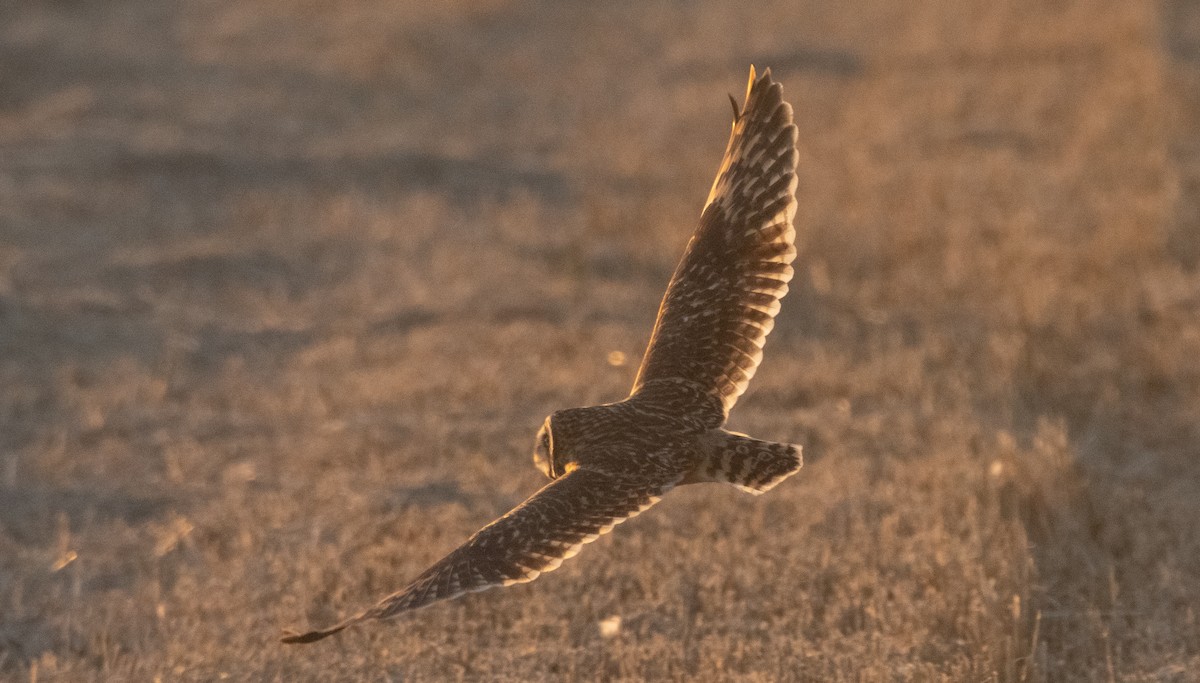 Short-eared Owl - Liam Huber