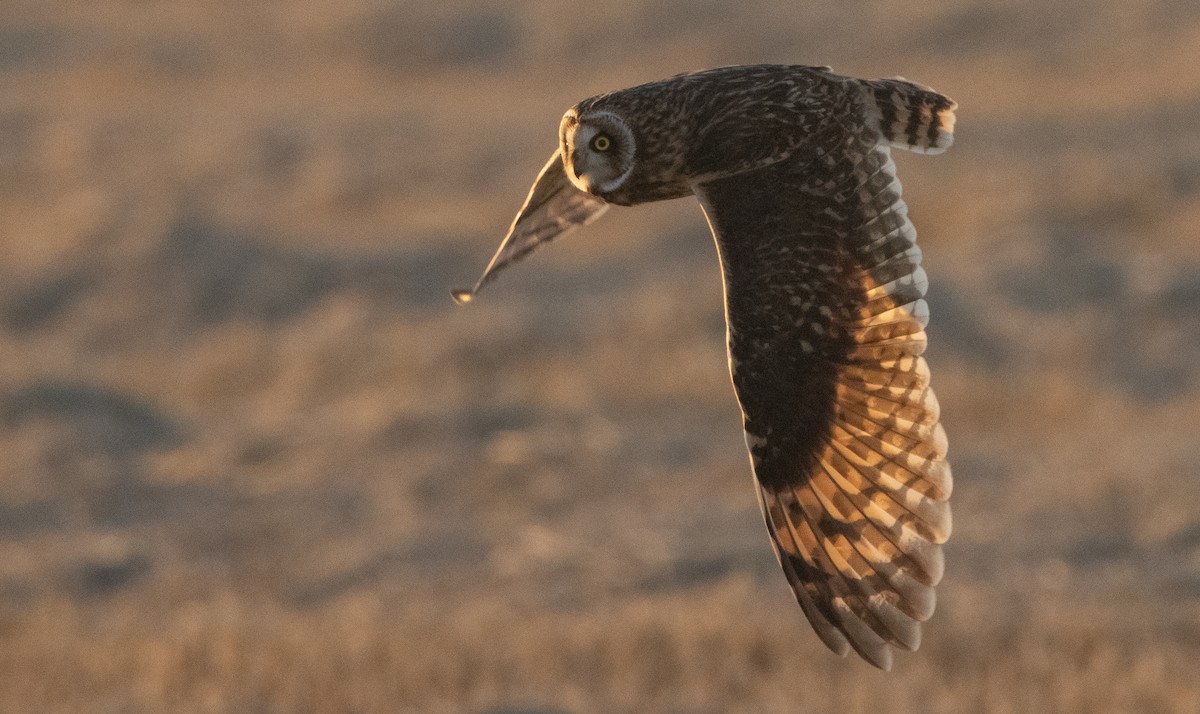 Short-eared Owl - Liam Huber