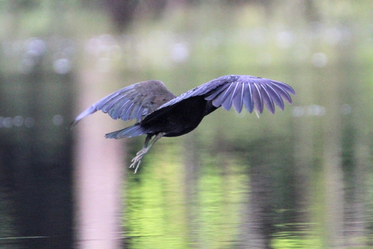 grønnakkeibis - ML391976001