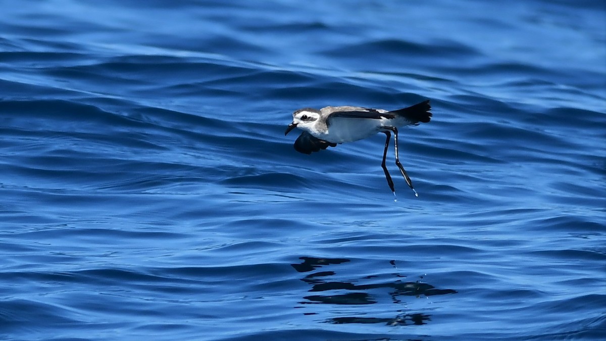 White-faced Storm-Petrel - ML391976221