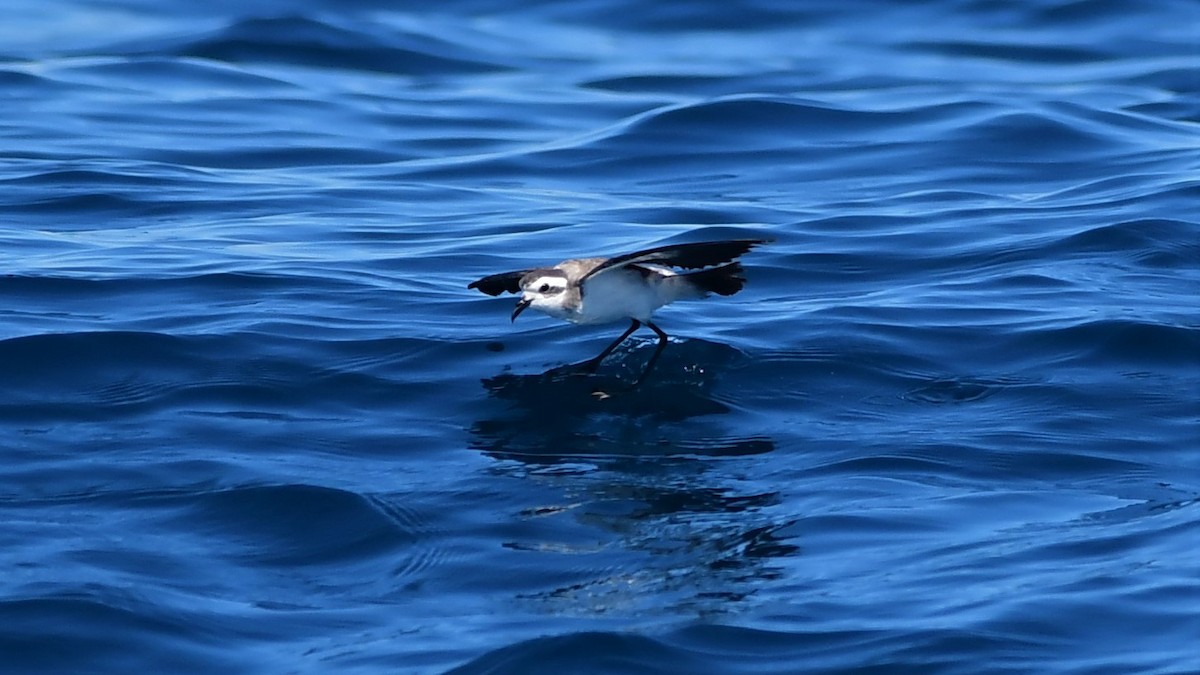 White-faced Storm-Petrel - ML391976231