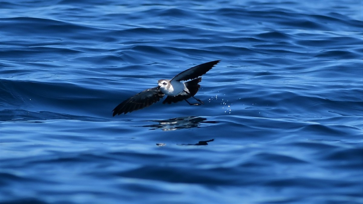 White-faced Storm-Petrel - ML391976241