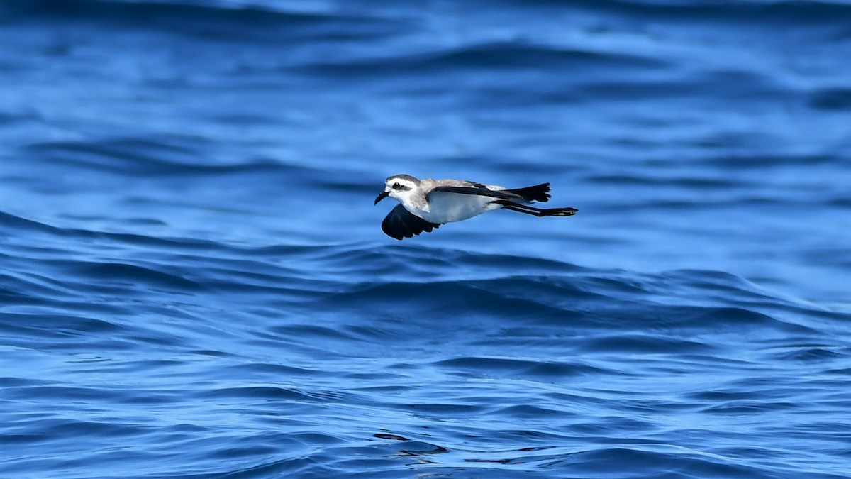White-faced Storm-Petrel - ML391976261