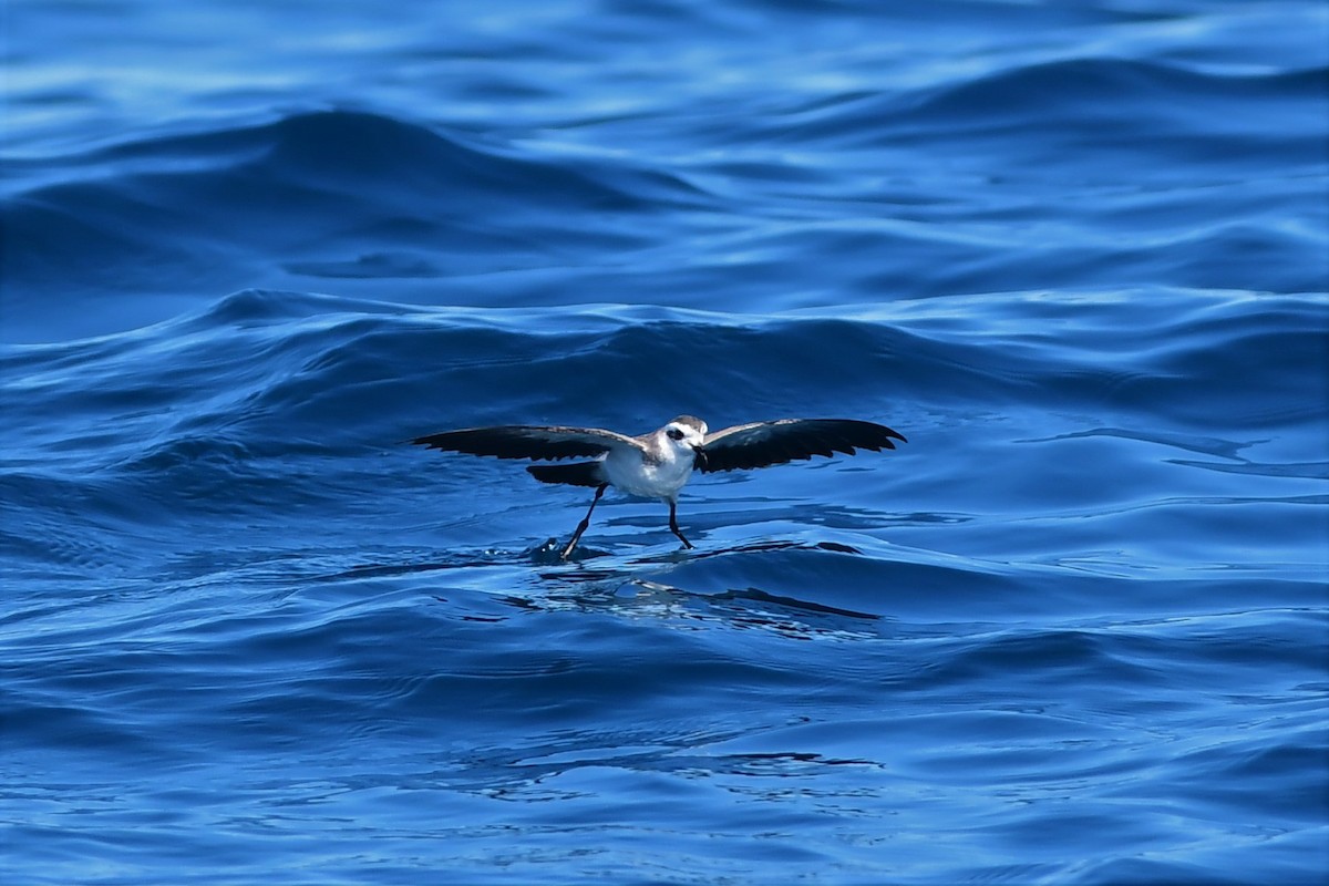 White-faced Storm-Petrel - ML391976271
