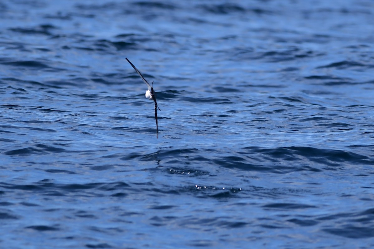 White-faced Storm-Petrel - ML391976281