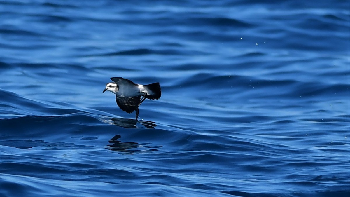 White-faced Storm-Petrel - ML391976291