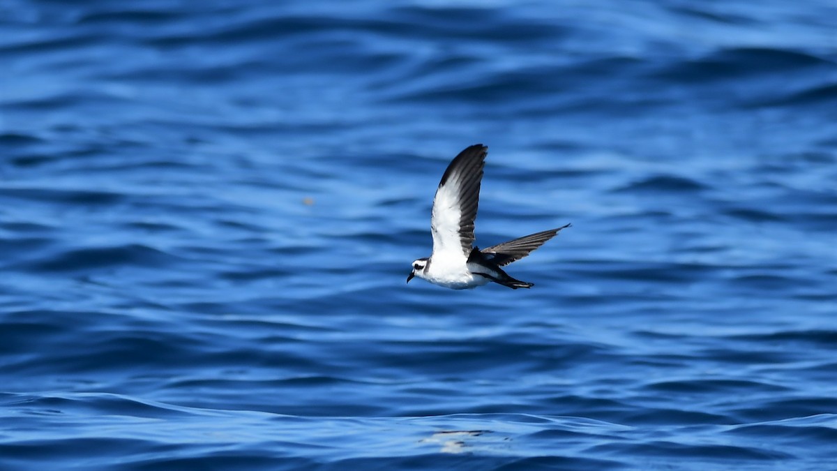 White-faced Storm-Petrel - ML391976301