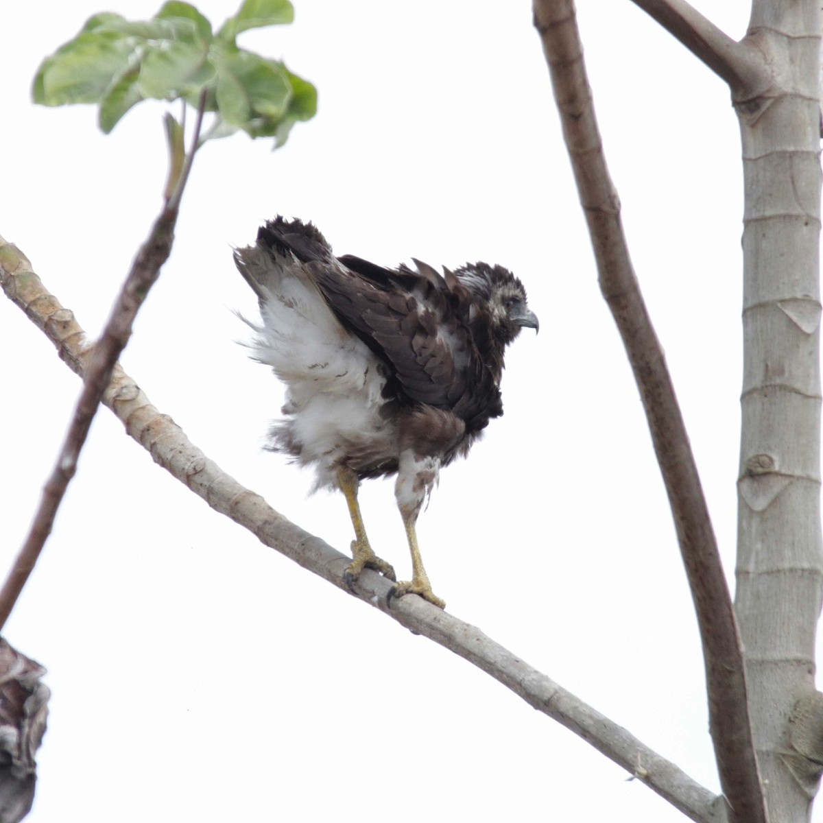 Weißschwanzbussard - ML391977081