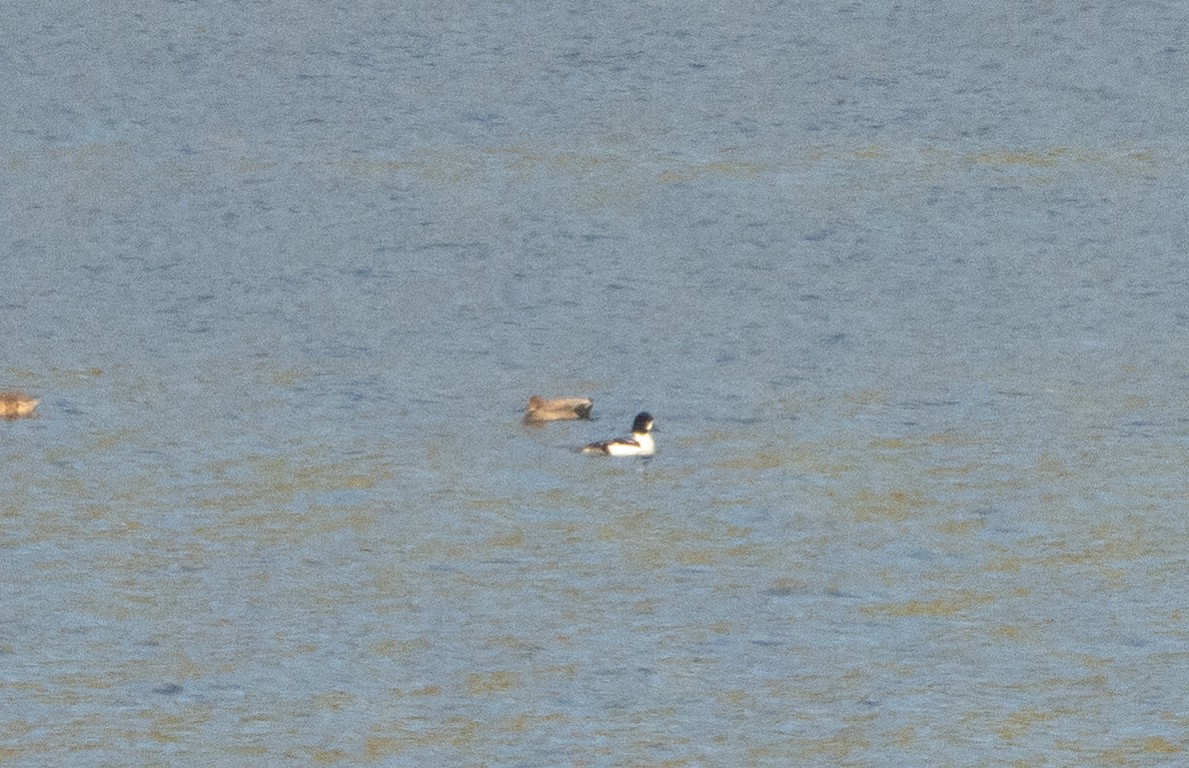 Barrow's Goldeneye - Liam Huber