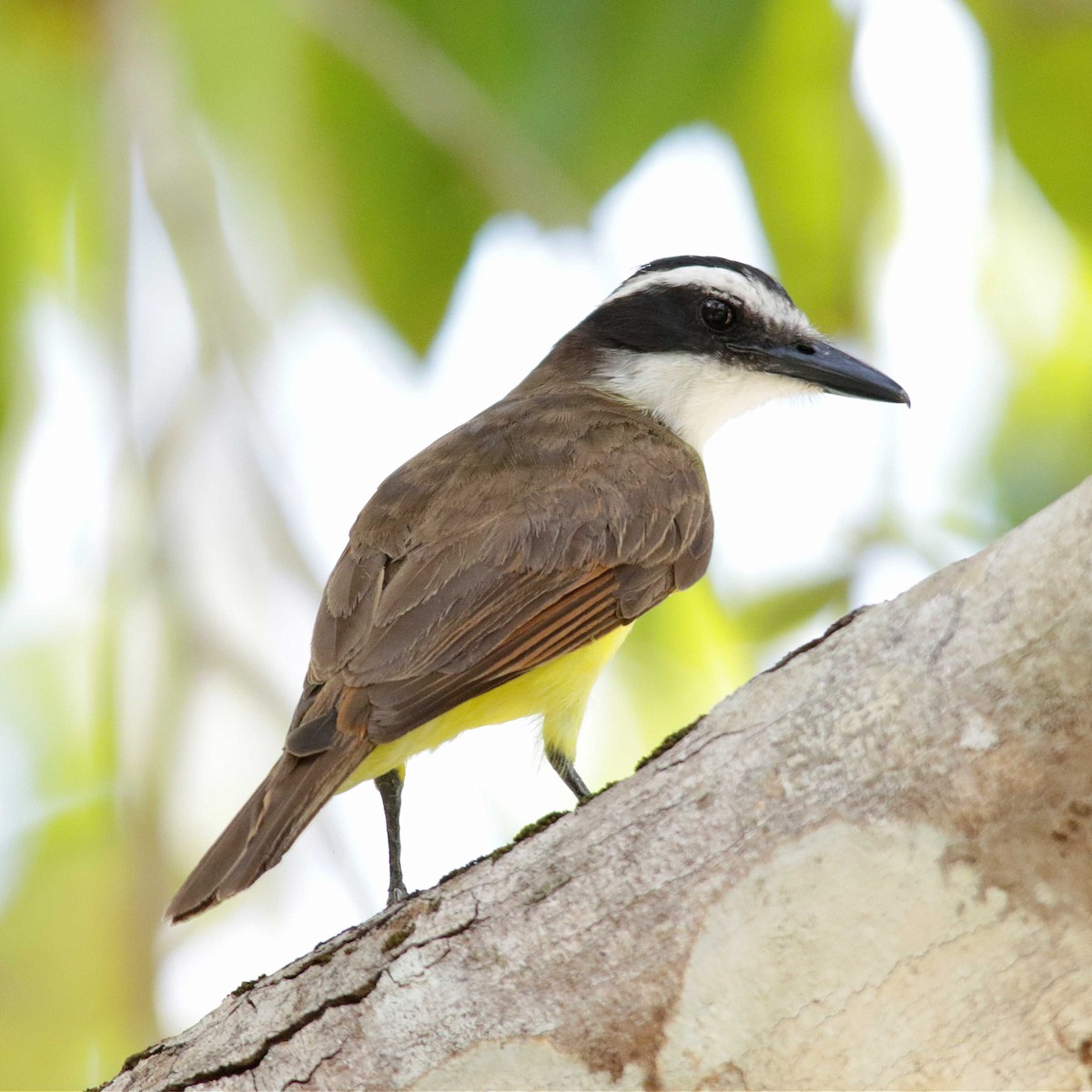 Great Kiskadee - ML391977241