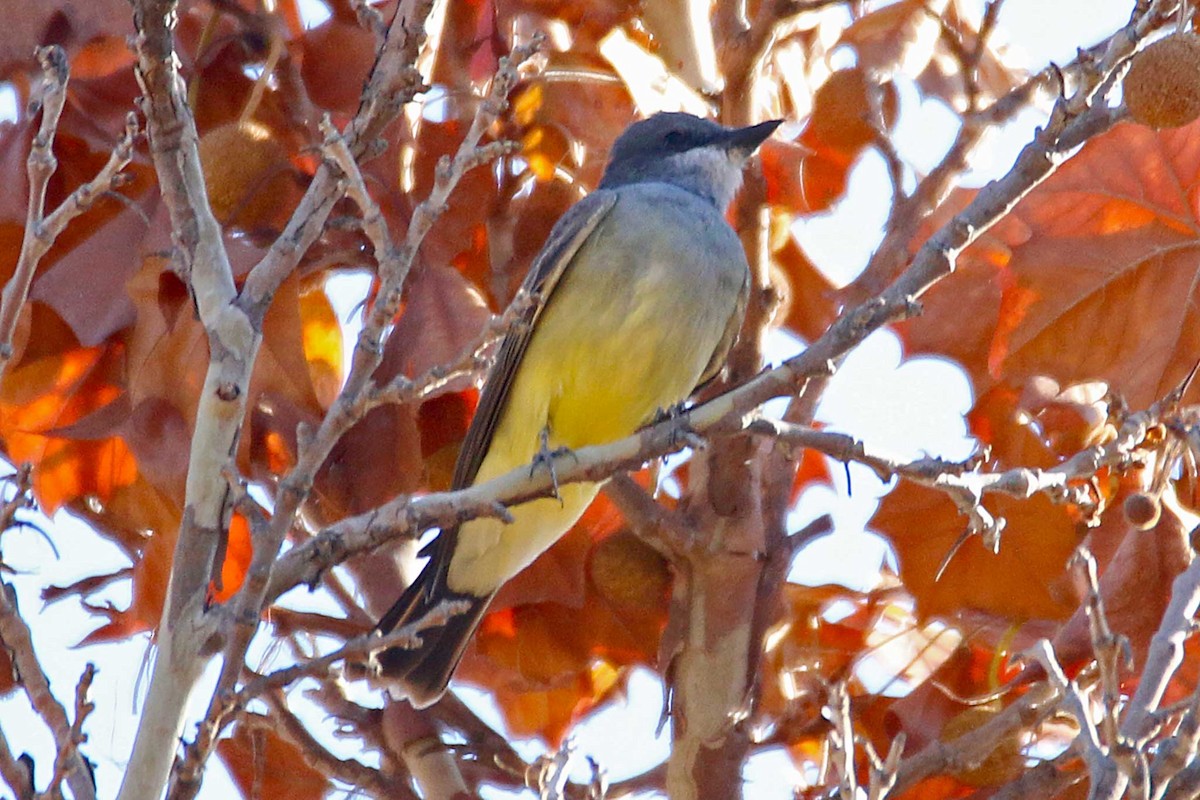 Cassin's Kingbird - ML391977811