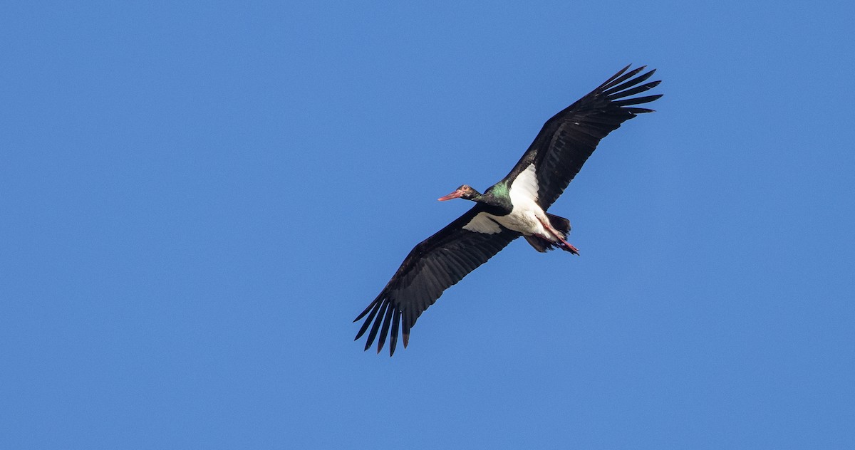 Black Stork - Olli Tenovuo