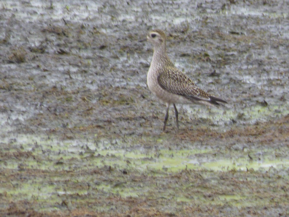 American Golden-Plover - ML391978551