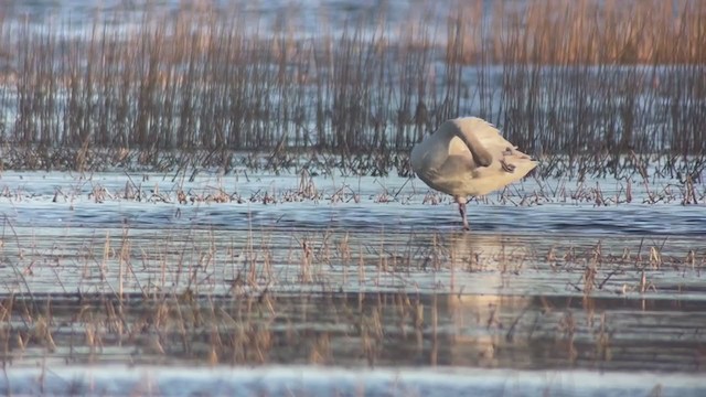 Tundra Swan - ML391978691