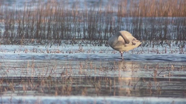 Tundra Swan - ML391978691